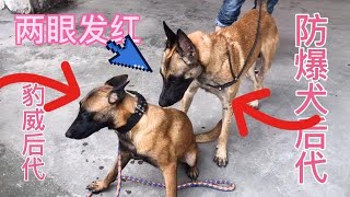 警犬防暴犬後代高大威猛，跟體型敏捷的血統馬犬相親，這基因強大