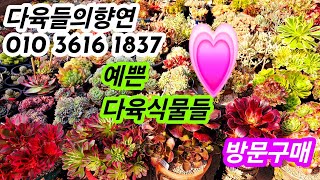 #다육들의향연💗#예쁜다육식물#방문구매#부산시금정구중앙대로2400#부산다육농원🌸25.1.3/korean succulents plants 💖