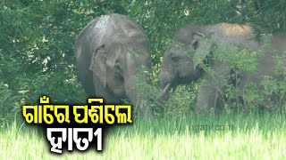 Two Elephants enters into village in Udala, triggers panic || Kalinga TV