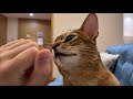 Abyssinian cat snuggles, licks hands, and purrs loudly