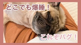 《pug Vlog》どこでも爆睡　パグのおまめの毎日　Its OMAME The Pug