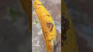 សាច់ឃ្មុំធម្មជាតិស្រស់ៗ Natural bees