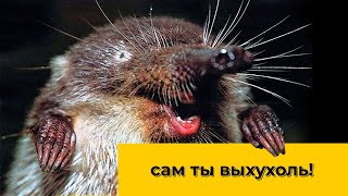 Выхухоль - пережившая мамонтов