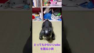 とってもかわいいaiboを踊る小鉄