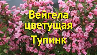 Вейгела цветущая Тупинк. Краткий обзор, описание характеристик weigela florida Twopink