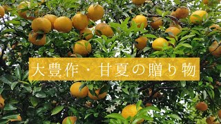 甘夏収穫祭・庭の果物の恵み