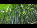 京都 地蔵院 竹の寺　jizoin temple kyoto 4k