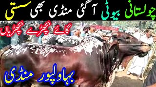 Bahawalpur Janwar Mandi Pure Nukra Ablak Chena Cholistani Bachre And Cow || Global Village Farming