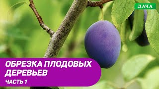 Правила и техника обрезки плодовых деревьев.Часть 1