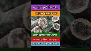 আগর গাছ থেকে আগরউড সংগ্রহ| agarwood information| আগর গাছ চাষ #shortsfeed