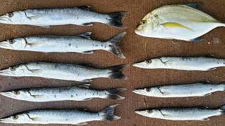 Fishing He'eia Fishpond