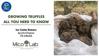 Growing truffles, all you need to know