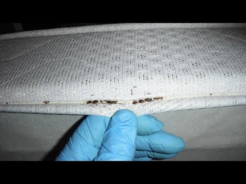 How To Get Rid of Bed Bugs Infestation Fast in 24 Hours! How To Get Rid of Bed Bugs Infestation Fast in 24 Hours!