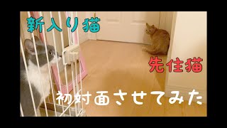 【初対面】先住猫と新入り猫が初めて顔合わせをしました。鼻チュウか威嚇か...