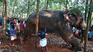 Puthirippadam palli Nercha ഇടഞ്ഞ ആനയെ തളക്കുന്ന അതിനിടെ പോലീസുകാരുടെ തെമ്മാടിത്തരം part 2