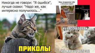 Невероятные Моменты: Веселые Эпизоды с Котиками ! смотри смешные картинки мемы приколы  🤣