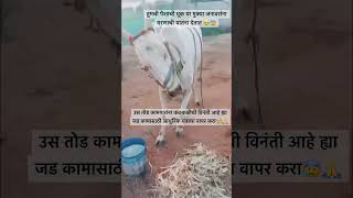 तुमची पैशाची भूक या मुक्या जनावरांना मरणाची यातना देतात 🥺😰@YouTube #farmerson #viralshort #viral