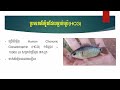 fish production techniques វិធីសាស្ត្រផលិតកូនត្រីក្រាញ់ពូជ