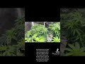 Cannabis seed to harvest with organic super soil mix