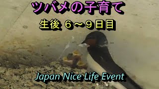 ツバメの子育て  生まれてから６～９日目　Swallow nest