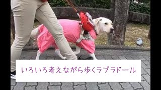 「道の左側を歩く」という作業にもいろんなステップがある盲導犬の訓練（音声版あり）