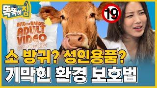 소 방귀에 세금을?! 🐮(억울) 나라별 기막힌 환경 보호법 [똑똑해GYM] 9회