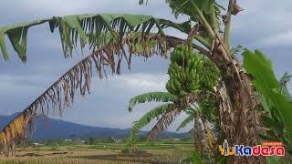 pemandangan sawah di desa Cicurug