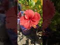 செம்பருத்தி நிறைய பூ பூக்க 7 டிப்ஸ் 7 tips to grow hibiscus