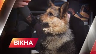 🐶Собаки-водолази тепер на службі у ДСНС! Як собака Найда почала рятувати людей | Вікна-новини