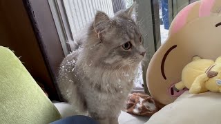 何度も繰り返し雪の中に行く猫　サイベリアンA cat going into the snow over and over again. Siberian