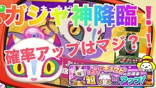 マジで神ガシャ！ぷにキュウビ確率アップガシャで最高の引きを見せる！【妖怪ウォッチぷにぷに】