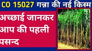 15027 गन्ना.  गन्ने की नई किस्म अच्छी-बुरी . क्या किसान को  पसंद आयेगी. 15027 Sugarcane. new variety