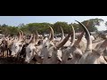 biggest cattle market kerala palakkad buffalo market kerala കുഴൽമന്നം മാർക്കറ്റ് palakkad kerala