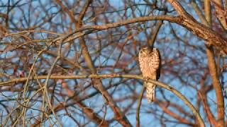 2019/1/16 オオタカ幼鳥スライドショー