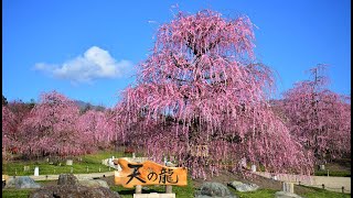 2023 鈴鹿の森庭園　しだれ梅まつり