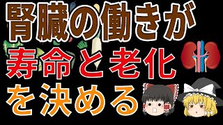 ゆっくり解説】腎臓の働き次第で、寿命と老化が決まる！【ゆっくり健康チェック】