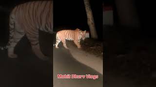 छिंदवाड़ा के जंगल में मार्च 2022 को बाघ देखा गया 🐅 #shorts #viral #trending