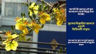 Kanakchapa Flower | বাংলাদেশ থেকে চলে যাচ্ছে কনকচাঁপা ফুল | Flowers Name Kanakchapa | ফুল পরিচিতি