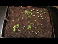 how to grow coleus from seed