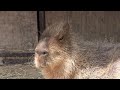 カピバラ　（池田動物園篇）お怒りですか？カピ子さん