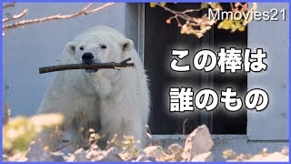 新しい木のおもちゃをめぐって　ララとリラ ホッキョクグマ親子