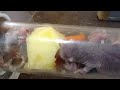 naked mole rats chewing happily