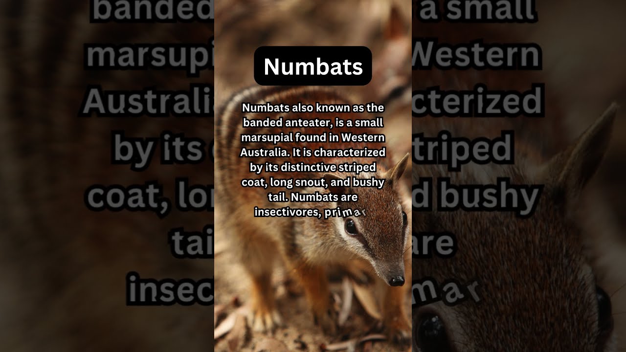 FACTS to KNOW about NUMBATS: Nature Unleashed!!! #shorts #facts