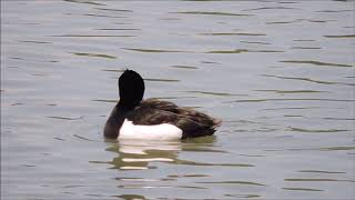 Moretta - Tufted duck