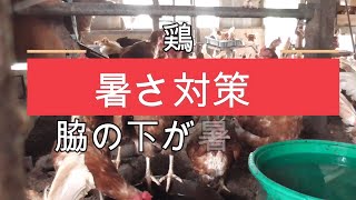 【暑さ対策】扇風機と霧　放し飼い養鶏　free range eggs