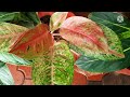 aglaonema plants with its name and price malayalam