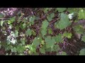 medicinal plants of the southwest with darcey blue arizona grape