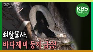 쇠살모사, 바다 제비 둥지 급습! [환경스페셜-야생의 안식처, 섬] / KBS 20120509 방송