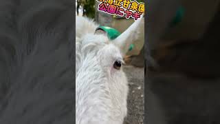 新宿区立甘泉園公園のヤギ #shorts