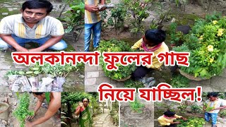 বাড়িতে অলকানন্দা ফুলের গাছ লাগালাম|অ্যালামন্ডা গাছ|How to grow \u0026 care Allamanda plant|SUBUJ BASANTO